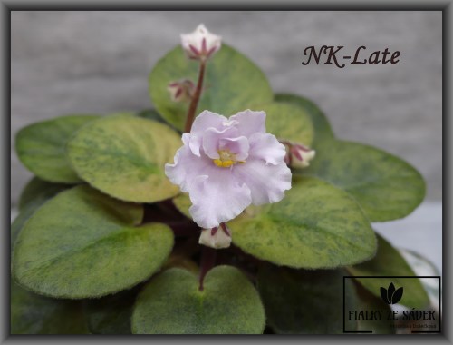 NK-Late